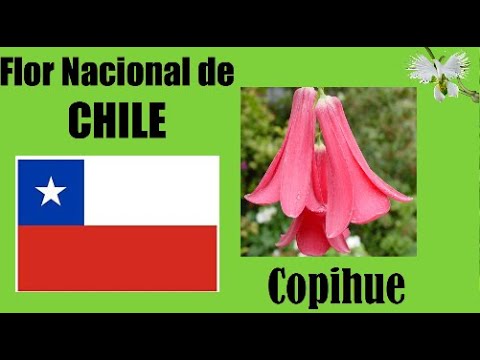 Copihue - FLOR NACIONAL DE CHILE - Mi Diario de Jardin - YouTube