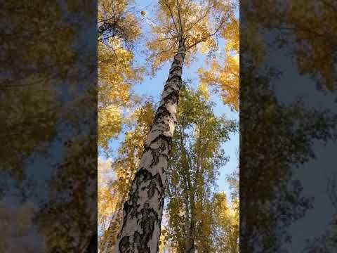 Осенний лес. #ОСЕНЬ #осеннийлес #лес #березовыйлес #челябинскаяобласть #южныйурал