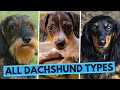 All Dachshund Types - Based on Their Coat, Size and Color