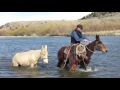 Whitehorse Mules For Sale, Francine