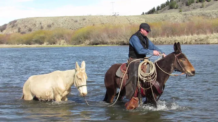 Whitehorse Mules For Sale, Francine