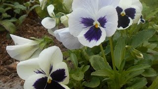 видео Фиалка Виттрока, анютины глазки (Viola x vittrokiana Gams.)