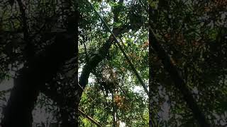 shortsprosespengambilantawonapisdorsatakbcirebonkcsumberklbabakan