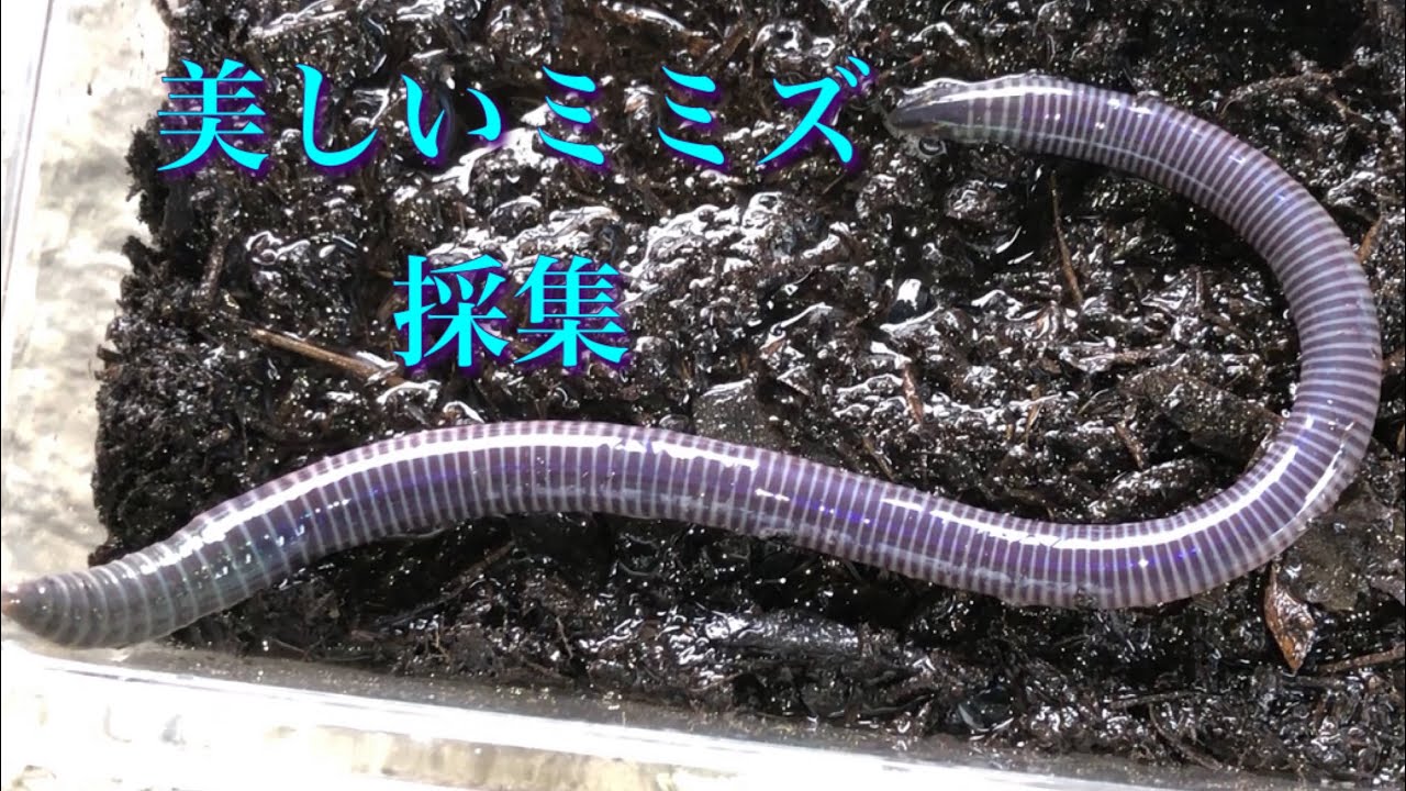 シーボルトミミズを探しに山へ Youtube