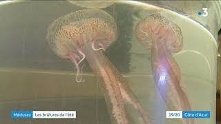 Pourquoi Y A T - Il Des Méduses ?