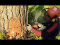 Валка леса /// Солнечная погода валка сосны с диаметром 75 см /// STIHL MS-361 топ