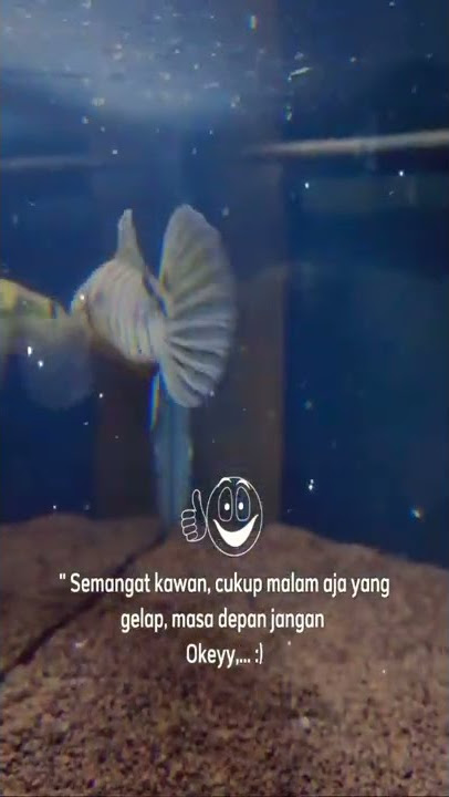 ys maru cikuning bar mantap mantap #shorts #channamaru