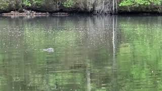 River Otter Confronts Me With Barking Sounds
