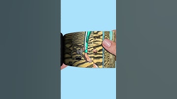 OIIA Spinning Cat in Squid Game #shorts #babyduck