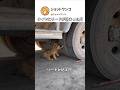 タイヤにリードが絡まった犬