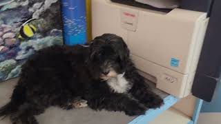 Comment Je Gère Mon Perroquet Au Travail?