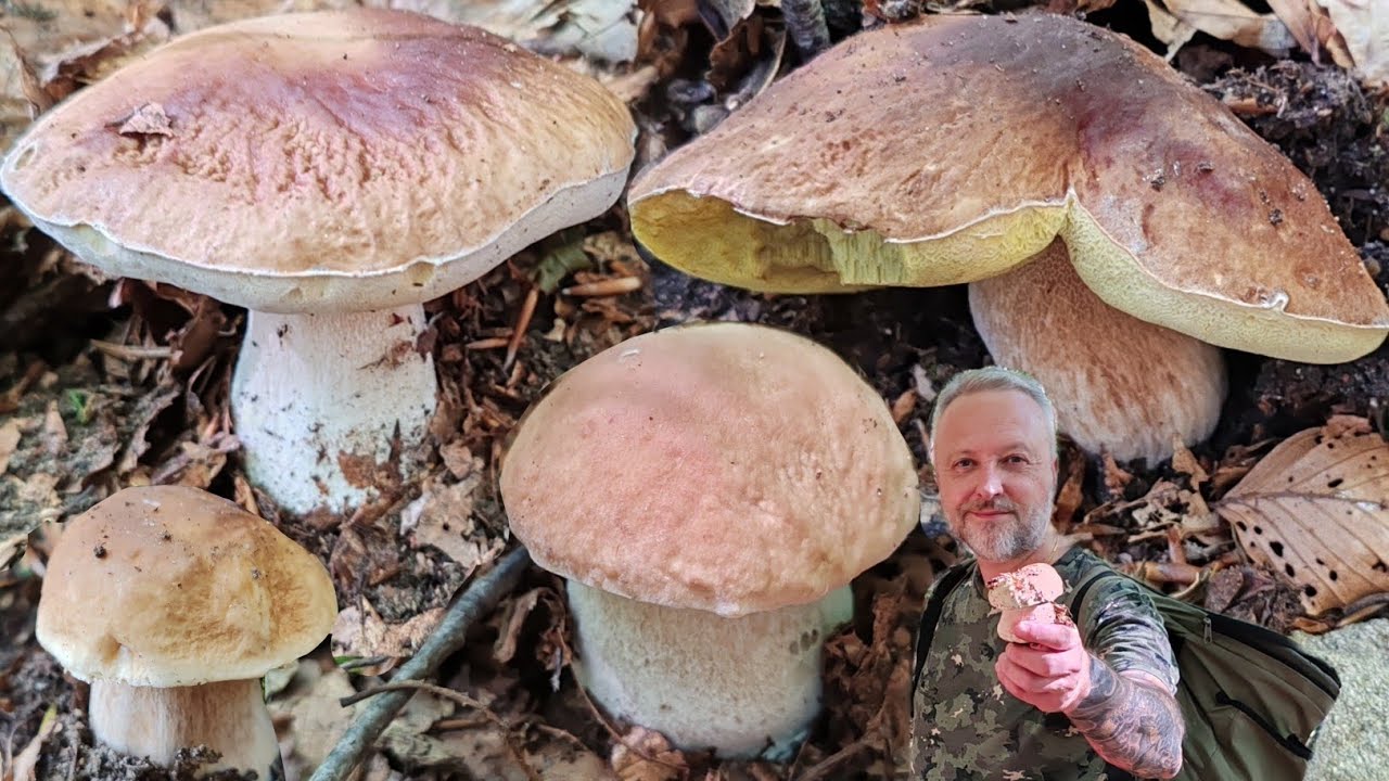 ได้คุ้ม​เหนื่อย​จริงๆ!!​ออกเก็บเห็ด​กันแต่เช้ามืด.Ep84/2025