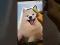 Beginner's Guide to Drawing Pets | Adorable Hand Drawn Puppy Portrait