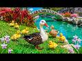 You Won’t Believe This Colorful Duck Family 🦆🌈A Peaceful Garden Walk That Gently Calms Your Mind 💗🌿