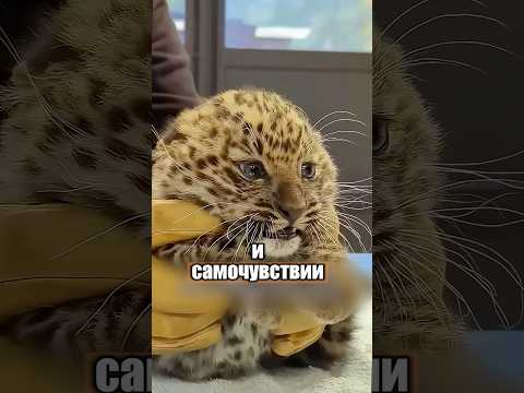 Малыш остался без мамы, но его спасли 🥹 🐆 #милыеживотные #животные