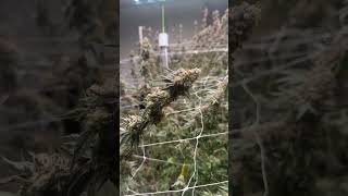 Does Undercanopy Lighting REALLY Double Your Yield?