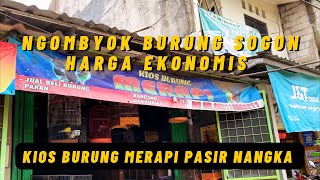 NGOMBYOK BURUNG SOGON METALIK DAN IJOAN