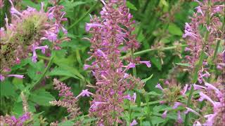 Two Agastache - Rose Mint and Blue Fortune - Pol-  @CEGNatives