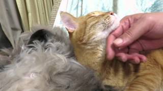 まおとよつばのまったり午後