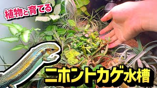 トカゲ飼育にオススメ！エアープランツ 付 ビバリウム】トカゲ水槽 エアープランツとコルクレイアウト前編