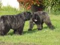 BOUVIER DES FLANDRES - DIEGO du Clos de la Luette 1 - http://www.bouviersdesflandres-chiots.com