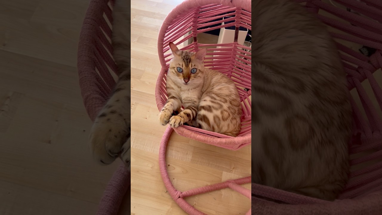 Tell me the Month you we‘re born? 😉🤗🥰 #bengalcat #cat