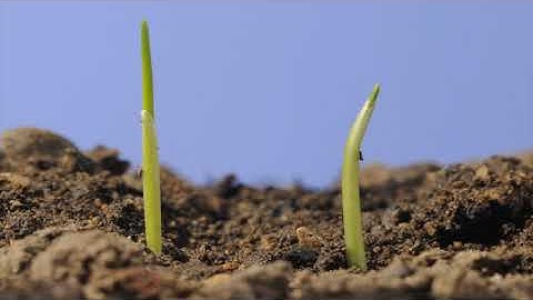 Wheat seed germinating underground and seedling growth above ground time lapse