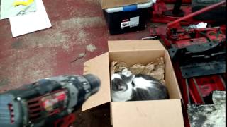 Mr. Whiskers doesnt like the drill