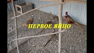 Разведение фазанов