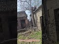 Tree Trimming: Cutting Branches Near Old Houses