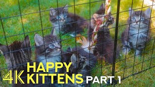 Adorable Kittens Playing in Nature - 4К Kitten Therapy - Part 1 by Animals and Pets 1,426 views 11 months ago 1 hour, 15 minutes