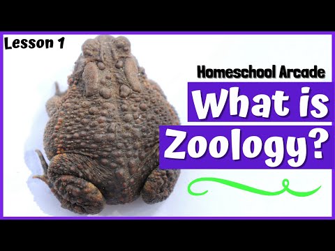 Video: What Is Zoology