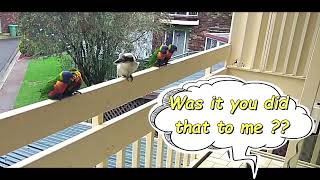 Short - Rainbow Lorikeets Attacks Kookaburra ! Who is the boss  Australian Funny Birds Videos