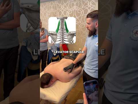 Levator Scapulae Mali Je Mišić Koji Primarno Izvodi Elevaciju Podizanje Scapule