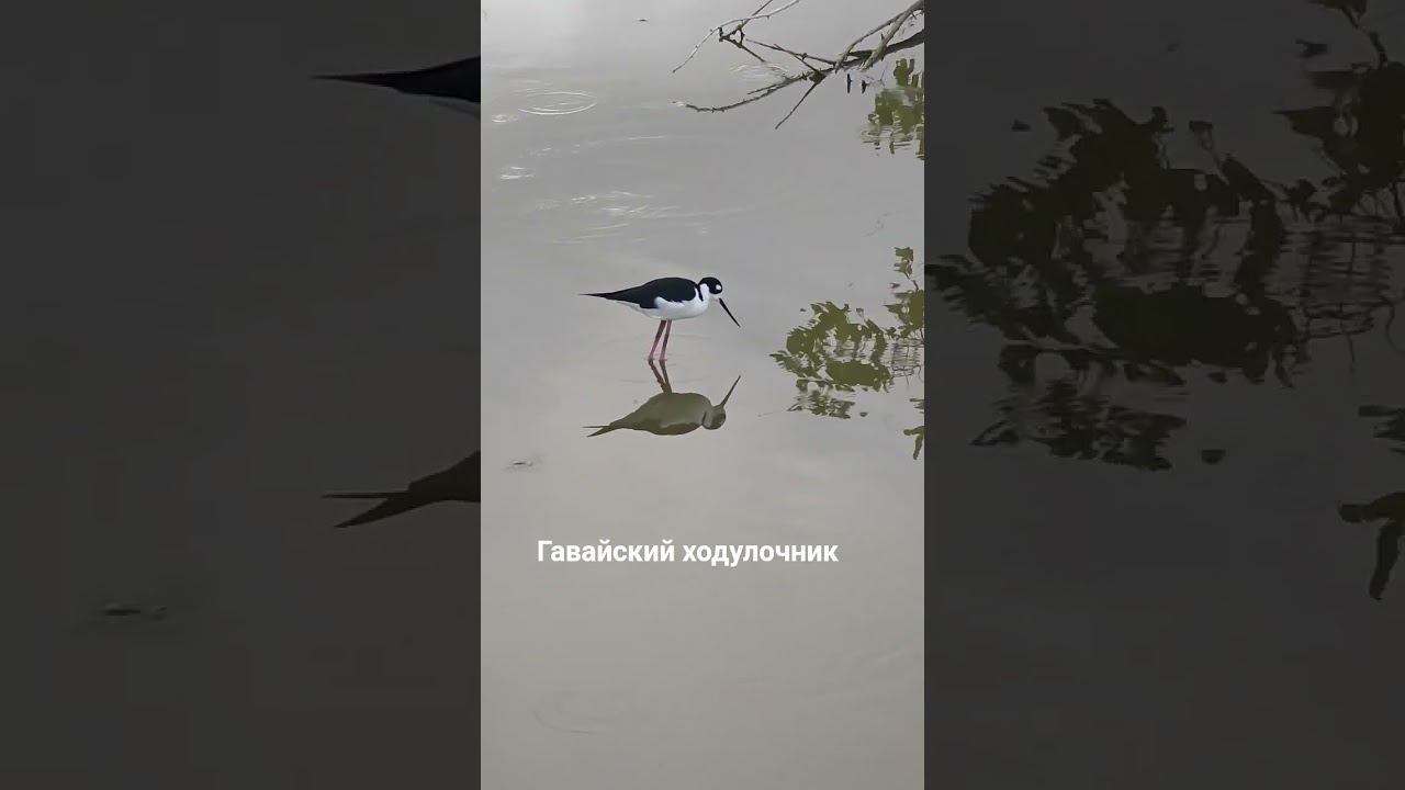 The Hawaiian stilt. Птица под угрозой исчезновения.        Куба, март 2025     