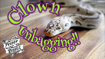 New Ball Python!  Clown Morph Unbagging (Unboxing)