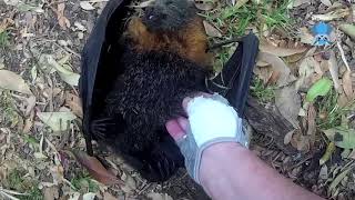 Rescuing a baby flying-fox under powerlines: this is Sprout