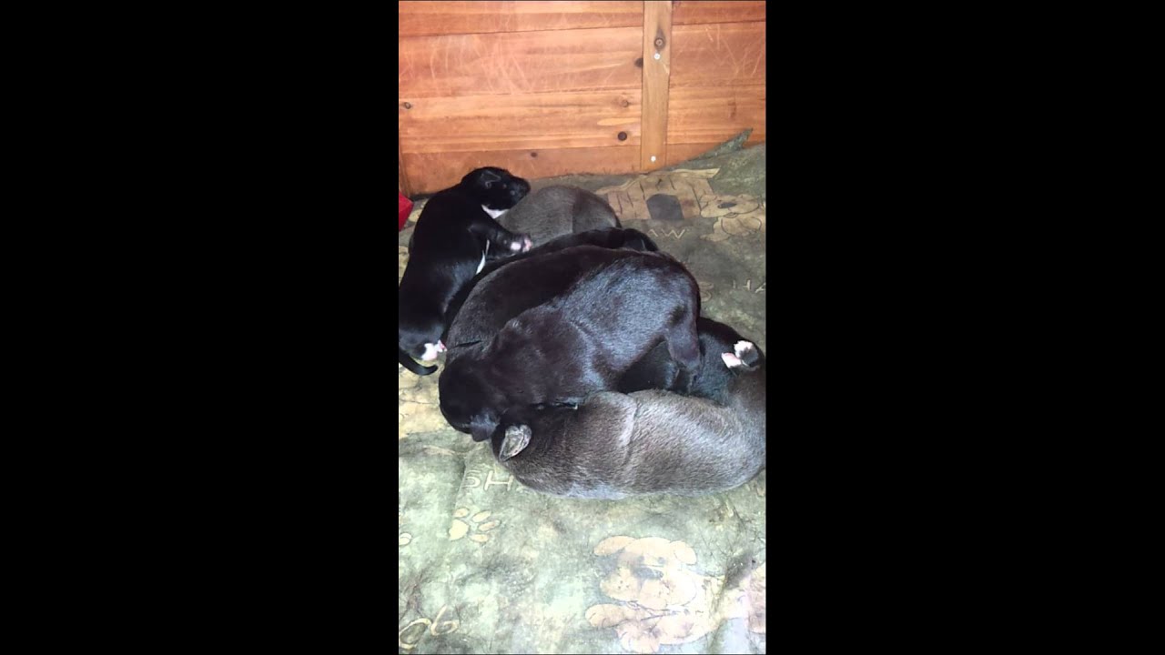 newborn labarador puppies sleeping