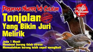 Prenjak Ngetir Panjang vs Cililin Jernih | Jeda 1 menit | terapi tonjolan paling dilirik juri