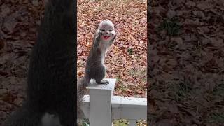 Hilarious Squirrel Puts On Clown Mask