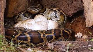 Celebrity Snakes  protect their eggs| Crocodile Attack | #snake #crocodile #eggs #viral Net Worth