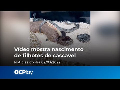 Vídeo mostra cobra cascavel dando cria a vários filhotes