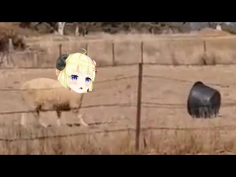 【廢片】要打架嗎? 綿芽可是有角的喔!? Real Watame