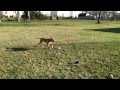 Blind pit bull playing fetch