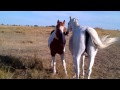 Two horses grooming each other.