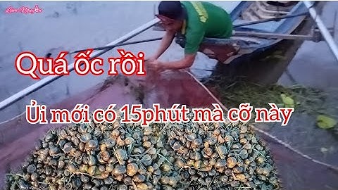 Ủi ốc bươu vàng buổi chiều tà tà kéo nhau đi ủi ốc để mưu sinh (săn bắt miền tây)