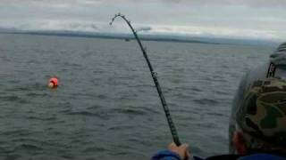 300 pound halibut landed on Alaska charter