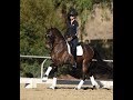 Dressage Tip: How to introduce the canter-walk-canter transitions