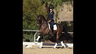 Dressage Tip: How to introduce the canter-walk-canter transitions