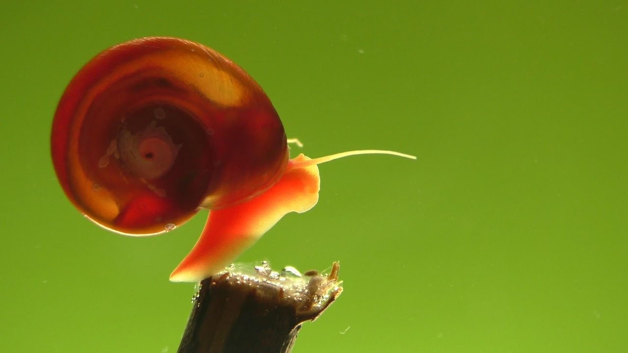 Beautiful Ramshorn Snails 